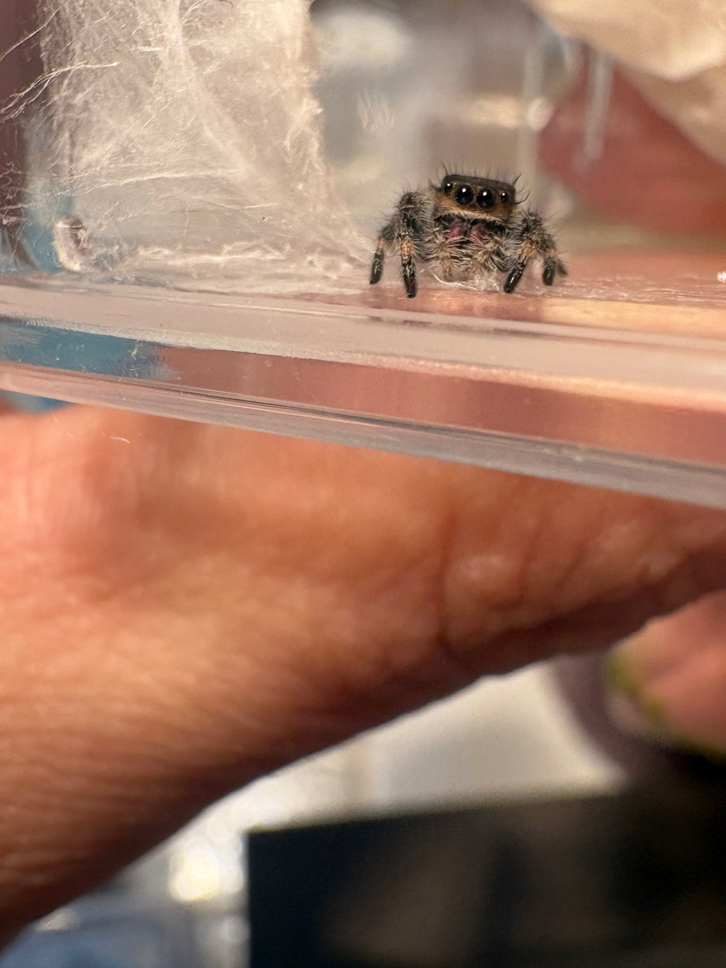 I6 Regal Jumping Spider – Female (Phidippus regius)