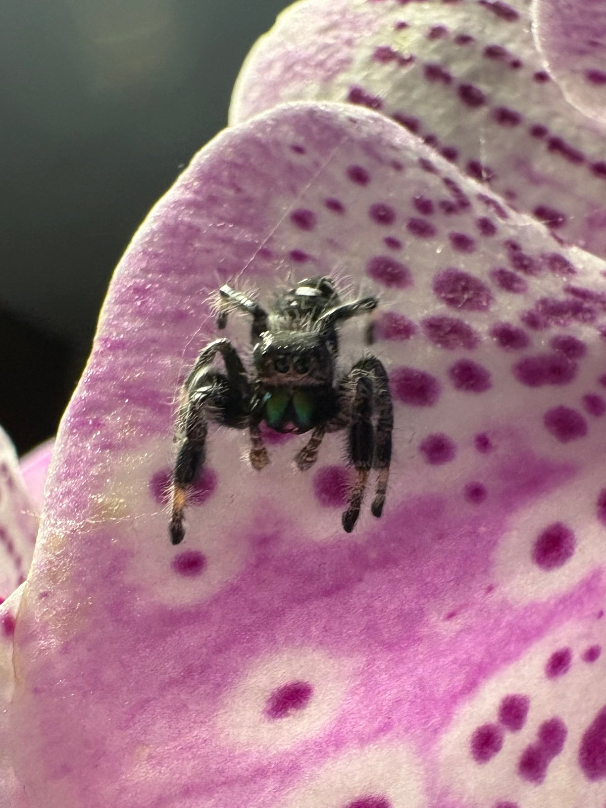 I6 Regal Jumping Spider (Phidippus regius)