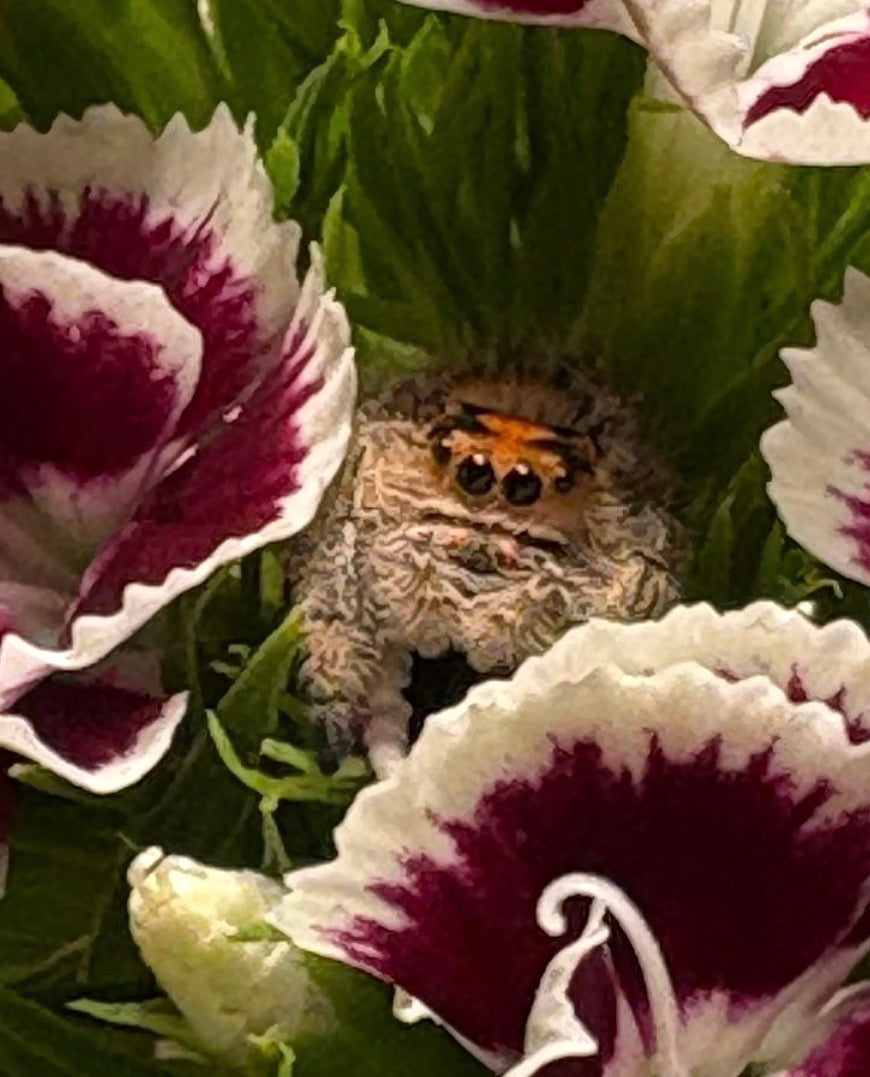 I6 Regal Jumping Spider – Female (Phidippus regius)